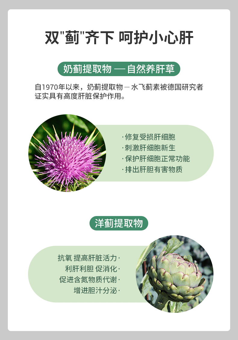 双"蓟"齐下呵护小心肝 奶蓟提取物—自然养肝草 自1970年以来,奶蓟提取物一水飞蓟素被德国研究者 证实具有高度肝脏保护作用。 ·修复受损肝细胞 ·刺激肝细胞新生 ·保护肝细胞正常功能 ·排出肝胆有害物质 洋蓟提取物 抗氧提高肝脏活力· 利肝利胆促消化· 促进含氮物质代谢· 增进胆汁分泌· 